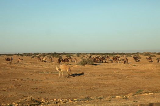 Camels in Sahara desert, Tunisia