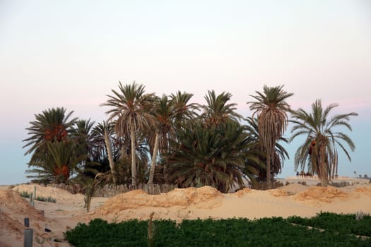 Morning in Sahara desert