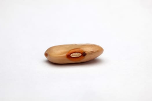 Bean on white background