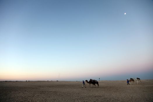 Morning in Sahara desert