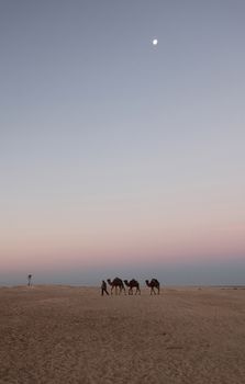 Morning in Sahara desert
