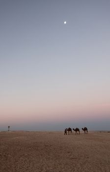 Morning in Sahara desert