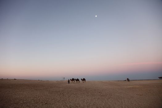 Morning in Sahara desert