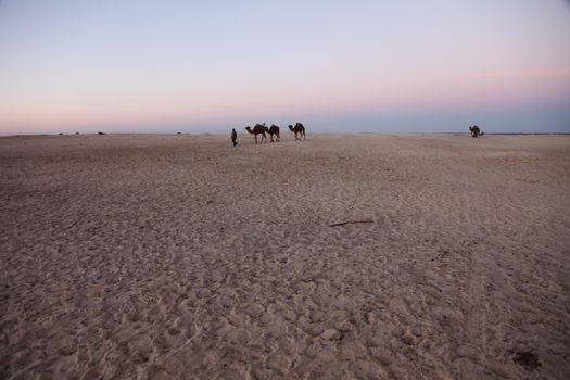 Morning in Sahara desert