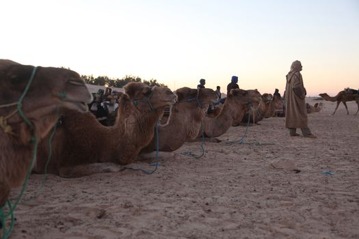Morning in Sahara desert