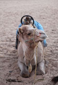 Morning in Sahara desert