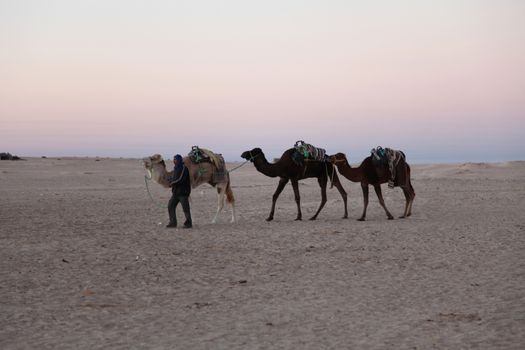 Morning in Sahara desert