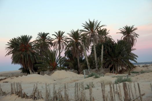 Morning in Sahara desert