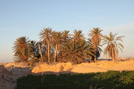 Morning in Sahara desert