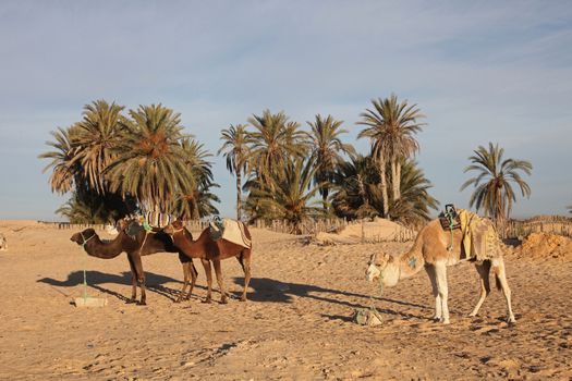 Camels in Sahara desert-Tunisia