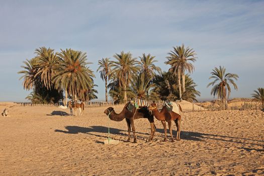 Camels in Sahara desert-Tunisia