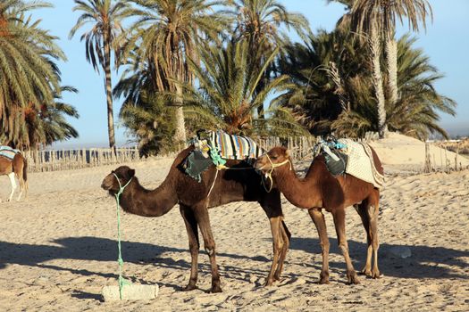 Camels in Sahara desert-Tunisia