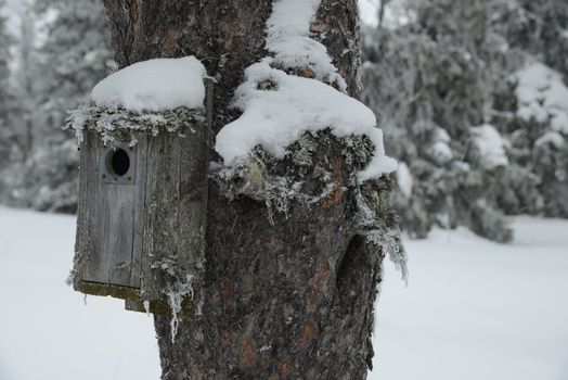 Birdhouse with Snow in a Winter Garten