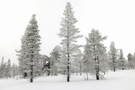 Trees covered with snow