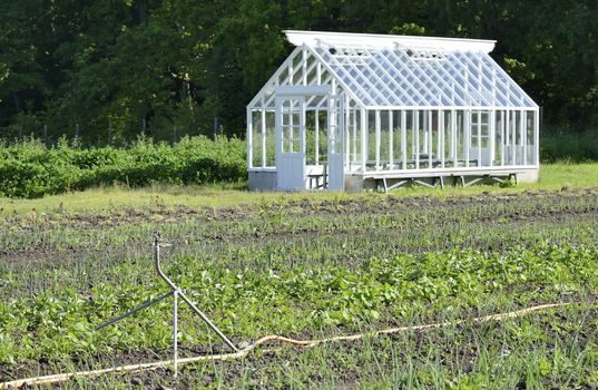 A green house full of plants.