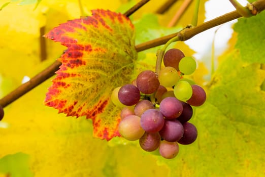 Wine Grapes with leaves on grapevine ready for harvest in fall season closeup macro