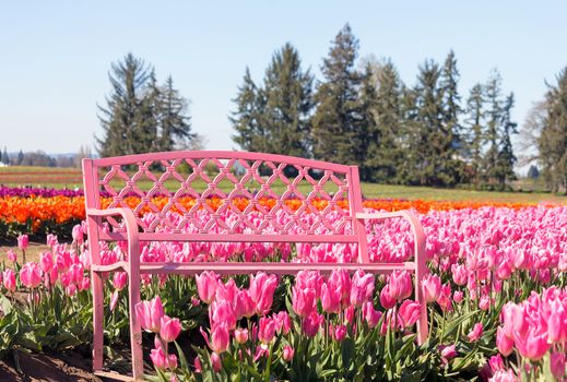 Pink Bench with  pink tulip flowers in bloom at Tulip Festival during spring season