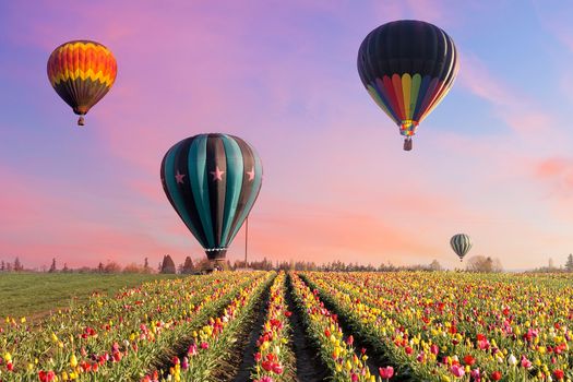 Hot Air Balloons taking off at tulip fields at tulip festival in Woodburn Oregon during sunrise