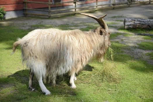 Goat Eating Grass on a Swedish farm.