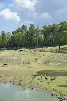 African Animal Exhibit at the Kolmården Zoo Safar