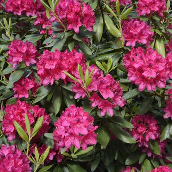 Rhododendrons starting to bloom.