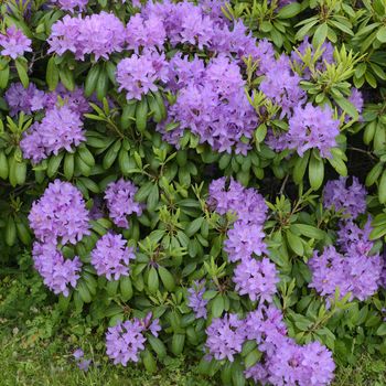 Rhododendrons starting to bloom.