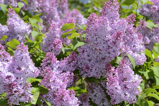 A lovely lilac in sun light.