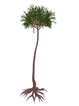 Lepidodendron aculeatum prehistoric tree isolated in white background - 3D render