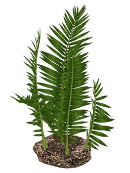 Nipa burtinii prehistoric plant isolated in white background - 3D render