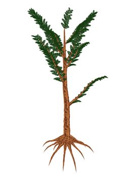 Pachypteris prehistoric plant isolated in white background - 3D render