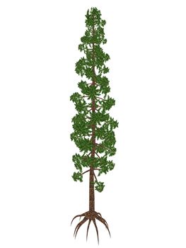 Wollemia nobilis pine prehistoric tree isolated in white background - 3D render