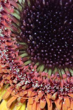 gerbera flower petals abstract background macro