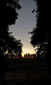 Many silhouette of trees with stawberry farm under sunset
