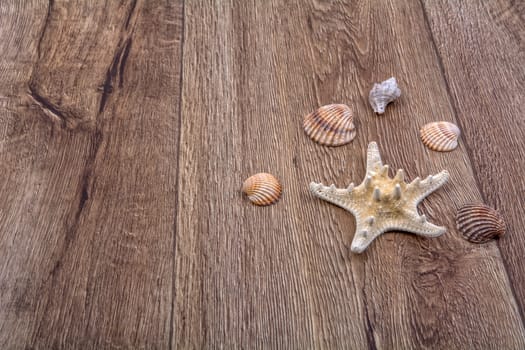 White starfish and shells on a wooden background