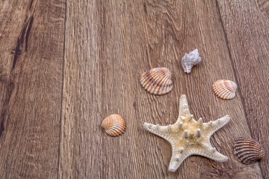 White starfish and shells on a wooden background