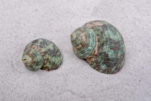 Sea shells on a grey sand background