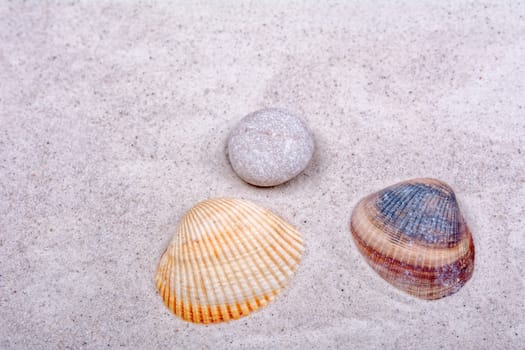 Sea shells on a grey sand background
