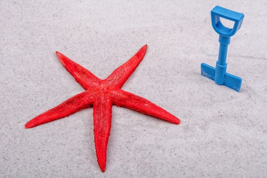 Red starfish and blue scoop on a grey sand background