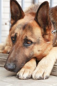 Portrait of domestic shepherd with head lying on legs