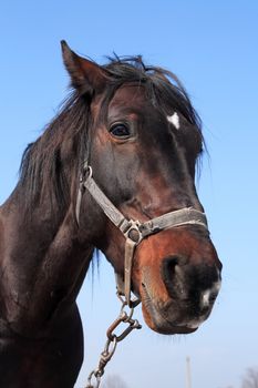 Extreme closeup of black horse head against blue sky