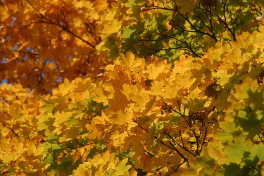 Autumn leaves