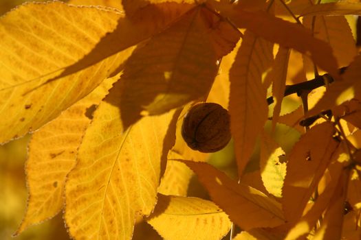 Autumn leaves