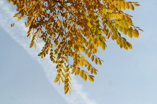 Autumn leaves