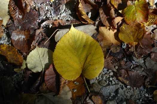 Autumn leaves
