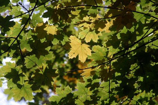Autumn leaves