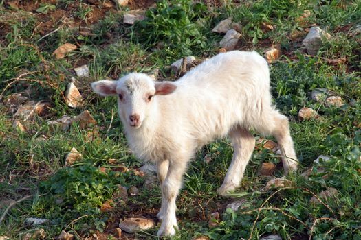 Cute lamb on green grass in spring