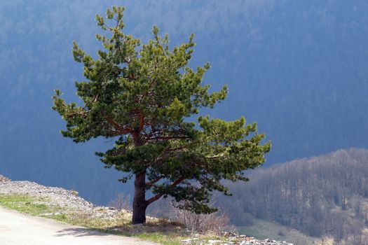 A tree stand alone