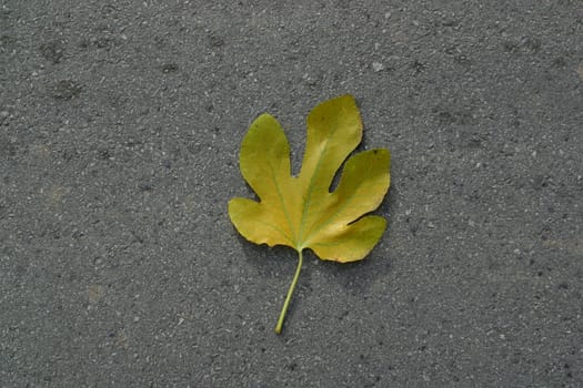Autumn leaf