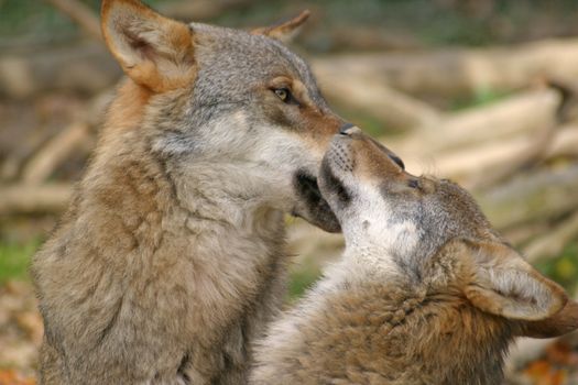 Two wolves playing