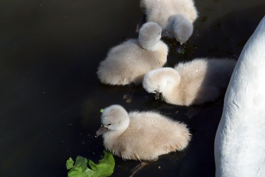 Mother swan with cygnets